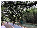 ibirapuera_6_00.jpeg